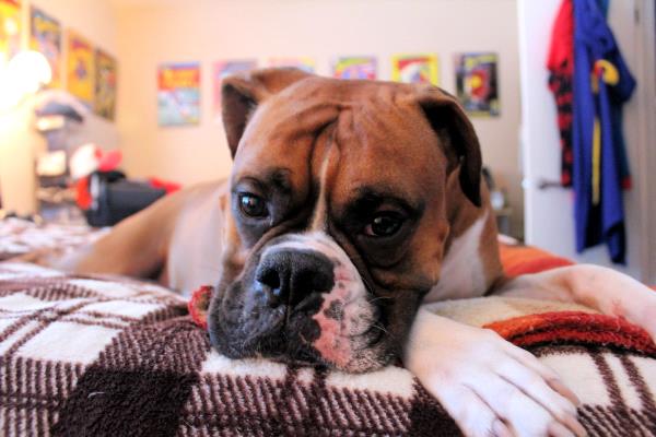 /Images/uploads/Humane Society of Utah/HSUCalendar/entries/1028thumb.jpg